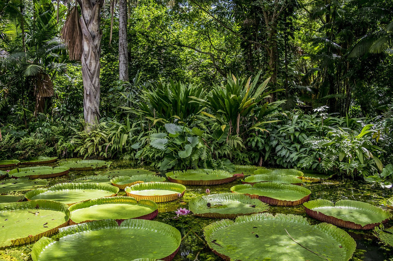 Amazon rainforest and giant water lily (Victoria amazonica)